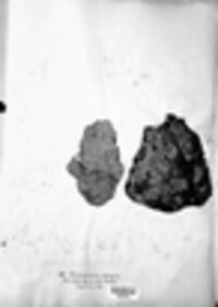 Inoderma epigaeum image